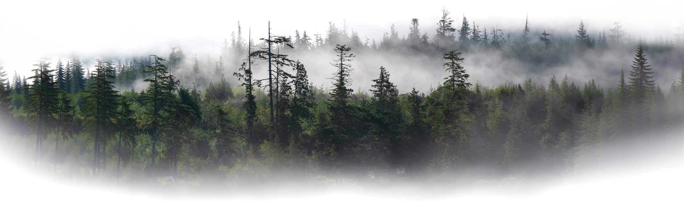 Landscape photo of a Pacific Northwest forest scene with mist in between the trees.